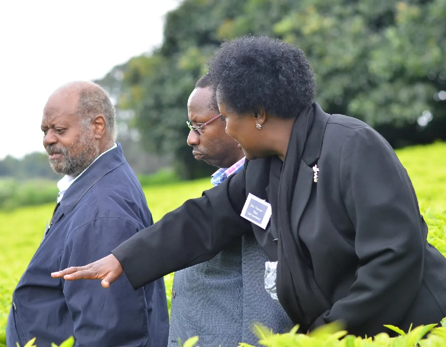 The Green Tea Legacy